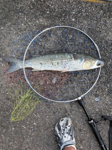 ボラの釣果