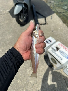 シロギスの釣果