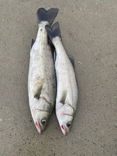 釣果