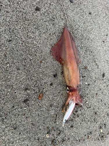 イカの釣果