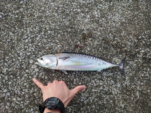 マルソウダの釣果