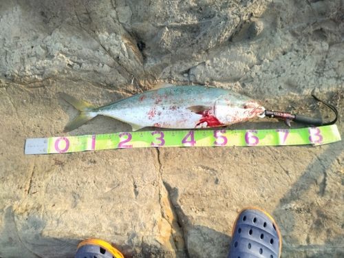 ワラサの釣果