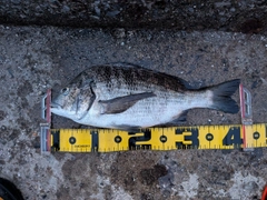 クロダイの釣果