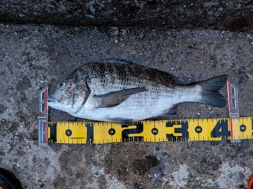 クロダイの釣果