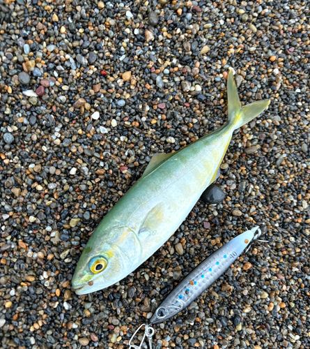 ワカシの釣果