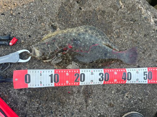 ヒラメの釣果