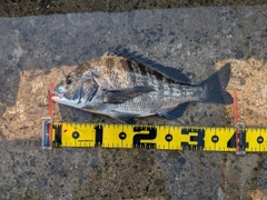 クロダイの釣果