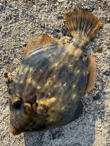 カワハギの釣果
