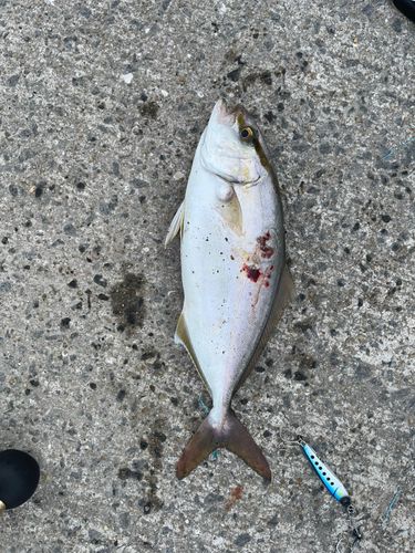 ネリゴの釣果