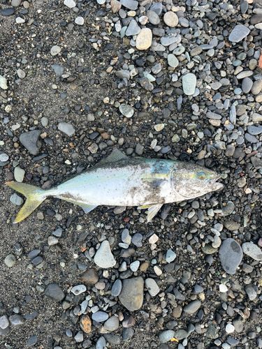 イナダの釣果