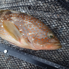 キジハタの釣果