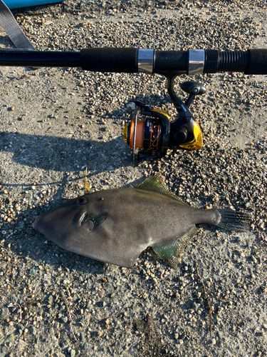 ウマヅラハギの釣果