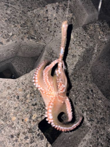 マダコの釣果