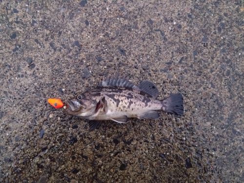 クロソイの釣果