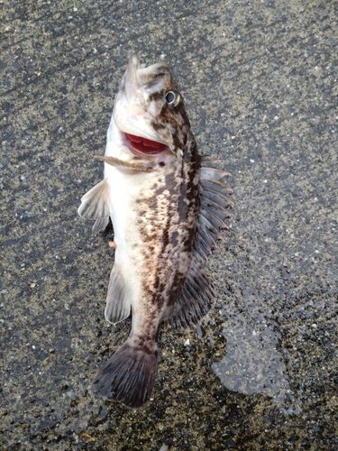 クロソイの釣果