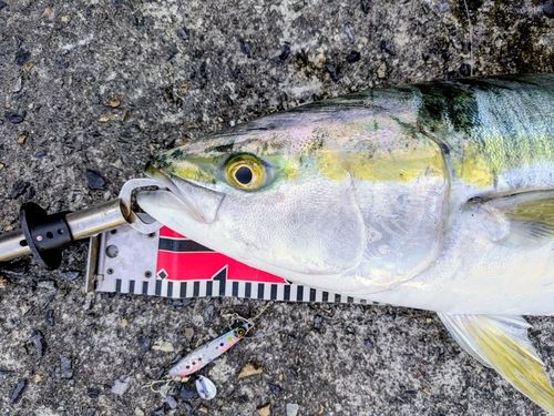 ハマチの釣果