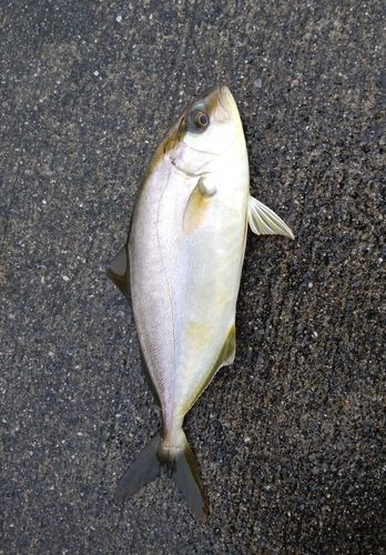 ショゴの釣果
