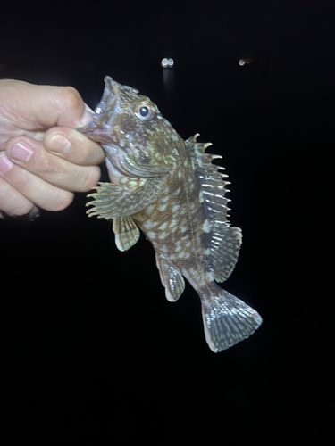 アコウの釣果