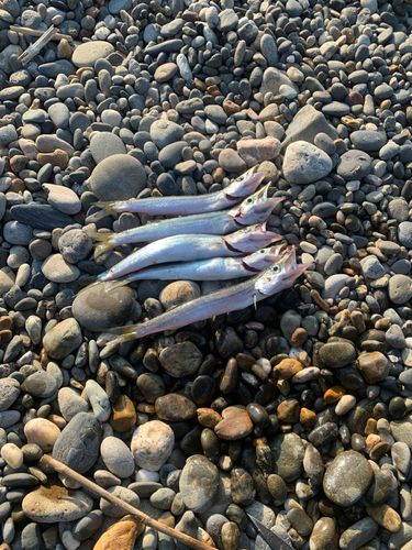 カマスの釣果
