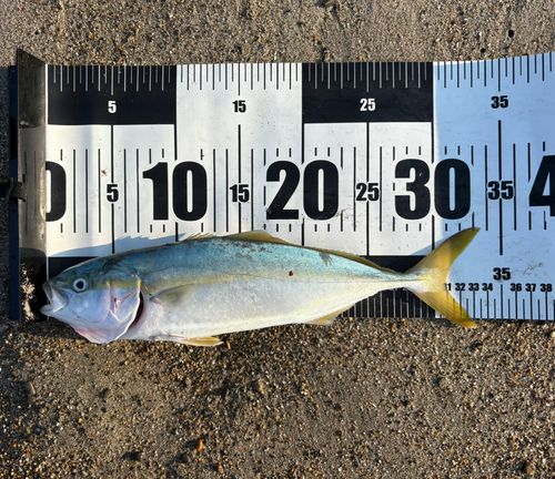 ツバスの釣果