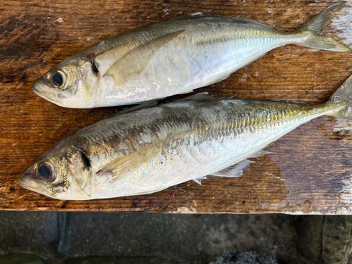 マアジの釣果