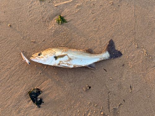 セイゴ（マルスズキ）の釣果