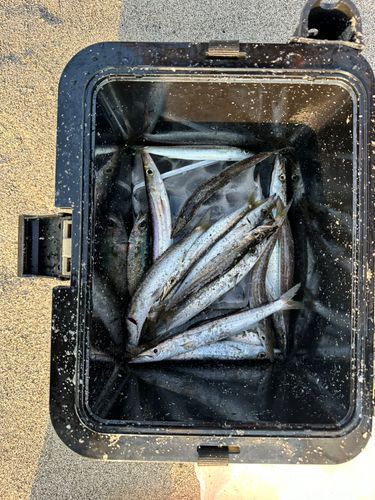 カマスの釣果