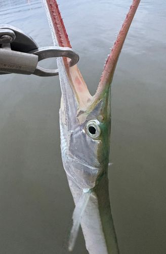 ダツの釣果