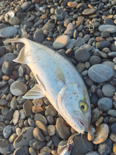 ショゴの釣果