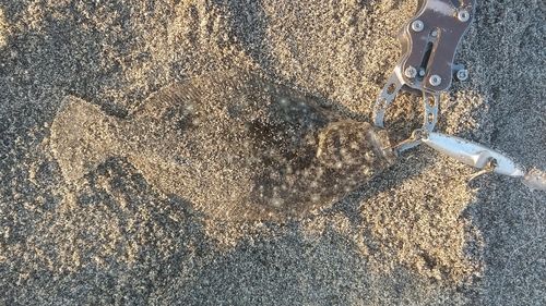 ソゲの釣果