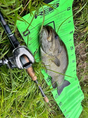 スモールマウスバスの釣果