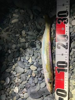ヤマトカマスの釣果