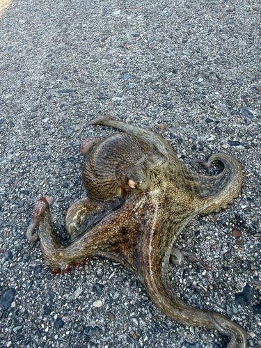 マダコの釣果