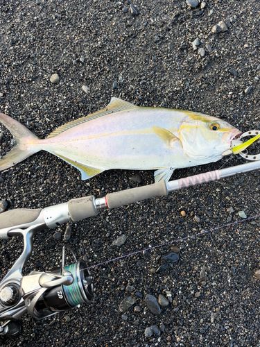 ショゴの釣果