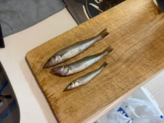 キスの釣果