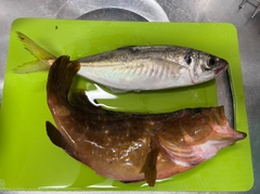 アコウの釣果