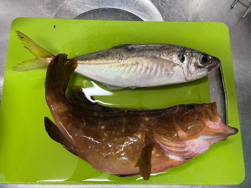 アコウの釣果