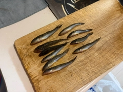 ハゼの釣果