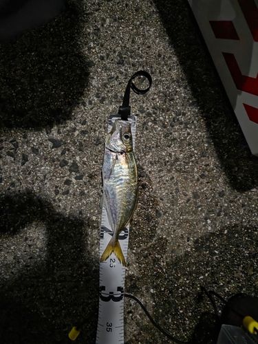 アジの釣果