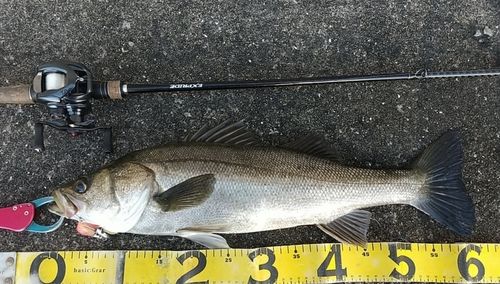 シーバスの釣果