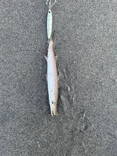 カマスの釣果