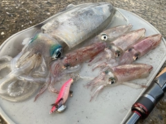 アオリイカの釣果