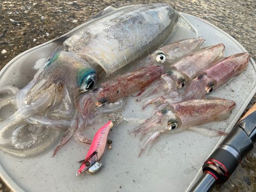 アオリイカの釣果