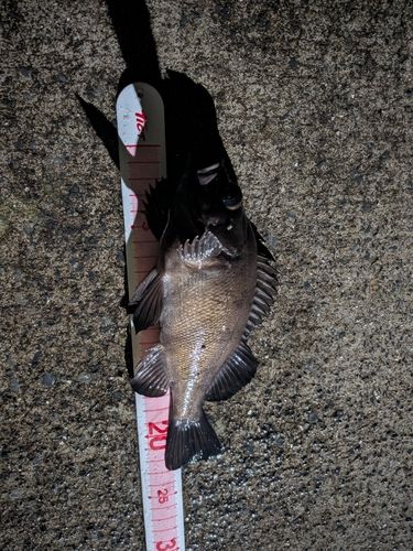 メバルの釣果