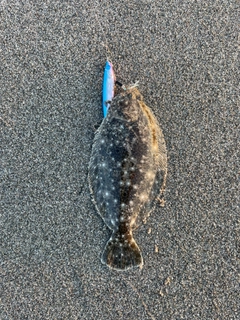ソゲの釣果