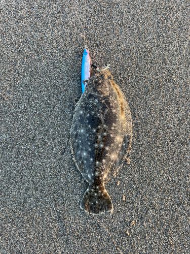 ソゲの釣果