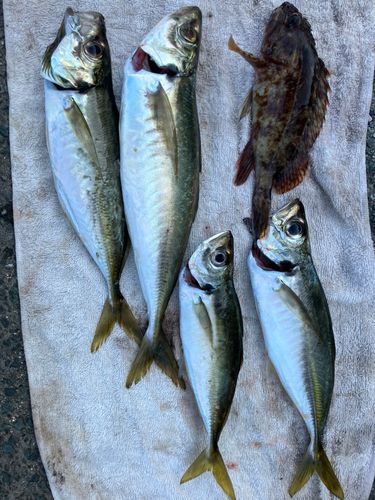 アジの釣果