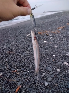 カマスの釣果
