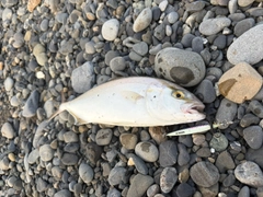 ショゴの釣果