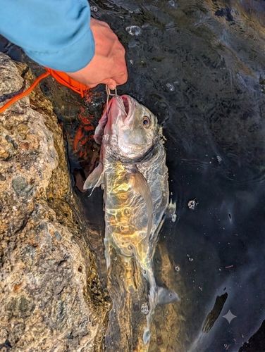 ロウニンアジの釣果